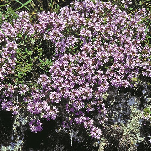 Outsidepride Mother of Thyme Creeping Thyme Seeds - 5000 Pcs Perennial, Fragrant, & Drought Tolerant Ground Cover Seeds for Planting Lavender Flowers in Pathways & Pollinator-Friendly Landscaping