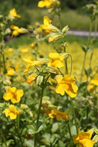 2er-Set - winterhart! - Mimulus luteus - Gauklerblume, gelb - Wasserpflanzen Wolff