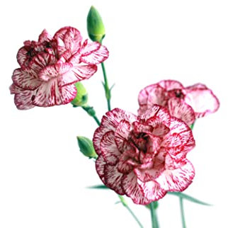 Just Seed - Flower - Carnation - Sprite Mixture - 100 Seeds