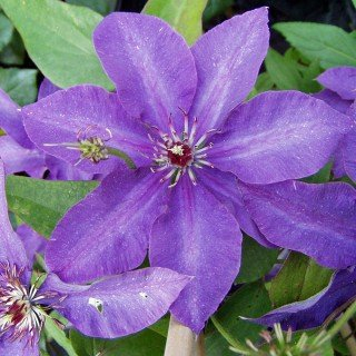 Clematis 'The President' – Winterhart, Mehrjährig – Waldrebe – Kletterpflanze für Pergola & Rankhilfe
