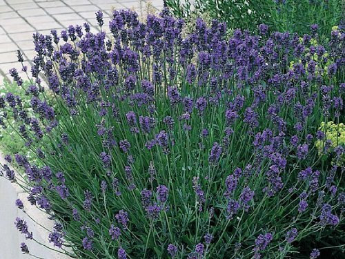 Pack x6 English Lavender Angustifolia 'Munstead' Perennial Garden Plug Plants