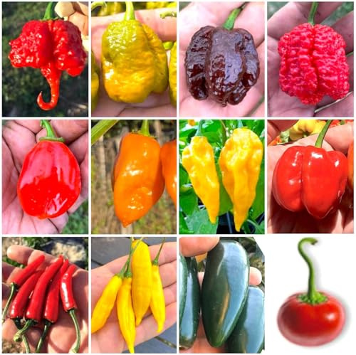 120 Graines de Piment Chili en 12 Variétés des plus FORTES et SAVOUREUSES du Monde + Guide de Culture : CAROLINA REAPER, SCORPION, JIGSAW, BORG 9, HABANERO, FATALII, ACRATA, JALAPENO, SATANA