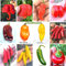 120 Semi Peperoncino In 12 Varietà Delle Più Piccanti e Gustose Del Mondo, Collezione 2 + Guida Coltivazione: CAROLINA REAPER, SCORPION, NAGA MORICH, HABANERO, FATALII, ACRATA, JALAPENO, SATANA etc