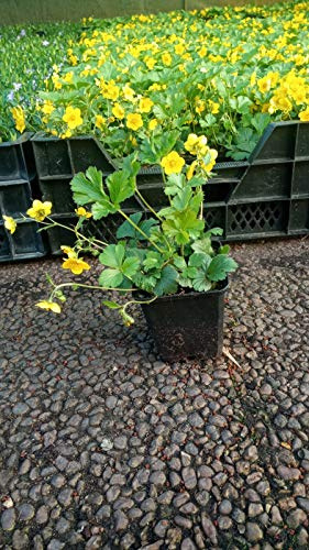Bodendecker Waldsteinia ternata Golderdbeere 250 St.