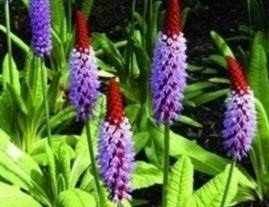 Just Seed - Flower - Primula vialli Orchid Primrose - 100 Seeds