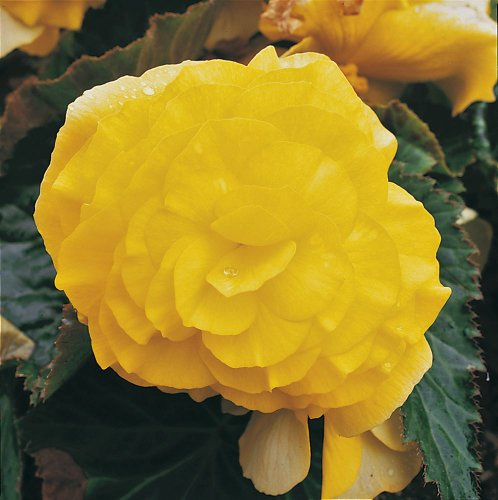 Just Seed - Flower - Begonia - Nonstop Yellow F1-250 Pelleted Seed - Bulk Pack