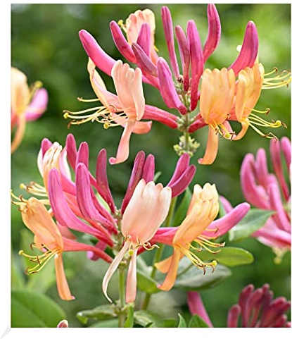 BALDUR Garten Geißblatt Goldflame 1 Pflanze, Lonicera heckrottii, winterhart, pflegeleicht, schnell wachsend,blühende Kletterpflanze, Lonicera heckrottii Goldflame