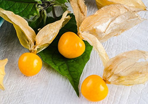 Physalis Uva Spina - Uva Spina - 40 Seme