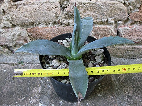 Geosism & Nature Agave Americana VAR. Amerikaanse 20 cm, Cactus, winterharde vetplant, resistent tot -5 ° C