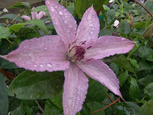 Clematis verschiedene Sorten 40–60 cm – Winterhart, Mehrjährig – Waldrebe – Kletterpflanze für Pergola & Rankhilfe