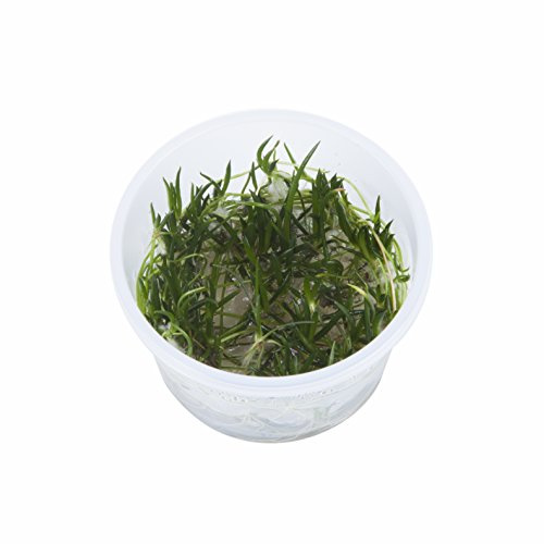 Tropica Littorella Uniflora 1-2-Grow Culture In Vitro Live Acuario Planta de Camarones Segura y Libre de Caracol