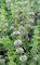 200 pouliot MINT menthe pouliot Herb Graines de fleurs