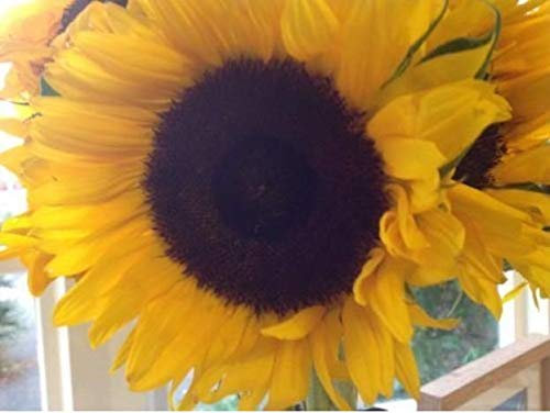 Just Seed - Flower - Sunflower - Giant Single Yellow - 50 Seed - Economy Pack