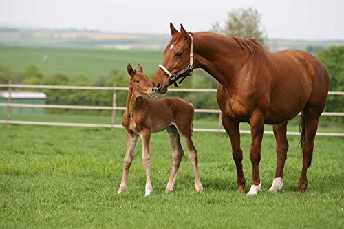 DSV Country-Horse 2118 Nachsaat-Pferdegreen 10kg