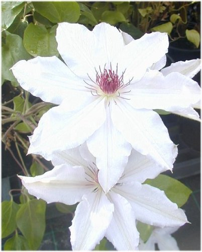Waldrebe Clematis Miss Bateman 80-100 cm hoch im 3 Liter Pflanzcontainer