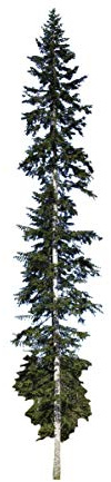 Weißtanne -Abies alba- 1000 Samen >Frisches Saatgut< auch Silbertanne genannt