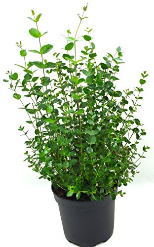 Eukalyptus, frischer Eukalyptus-Strauch, Eukalyptus Baum, Eukalyptus Pflanze