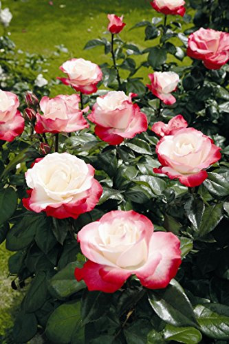 Edelrose Nostalgie im 5 Liter Rosentopf