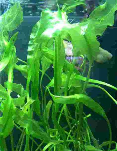 Aponogeton ulvaceus, Aquarienpflanzen, Wasserpflanzen