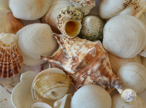 NaDeco Muschelmix 'Extra Large', Gewicht ca. 1kg | Muscheln und Schnecken im Mix | Deko-Muscheln zum Basteln | Deko-Muscheln zum Basteln & Dekorieren | maritime Dekoration | Muscheln und Schnecken