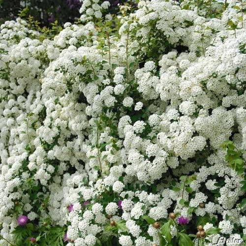 GARTEN SCHLÜTER® Prachtspiere Spiraea vanhouttei Blütenhecke in reinweiß | Winterhart mehrjährig Heckenpflanze