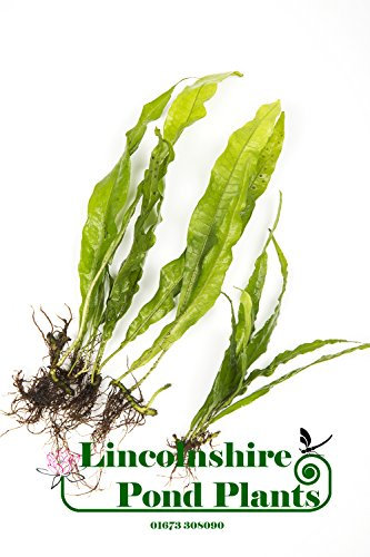 Lincolnshire Pond Plants Ltd Java Fern Microsorium pteropus Live Aquarium Plants (1)