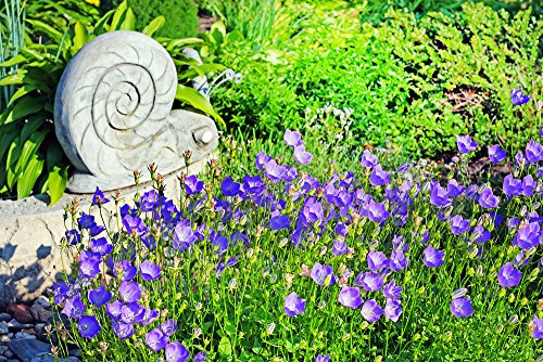 Campanula Carpatica Blue Seeds- Blooms allsummer Long,Perennial,