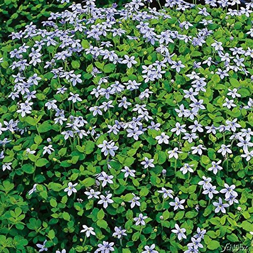 GARTEN SCHLÜTER® Blauer Bubikopf 'Blue Heaven' - 3 Stück