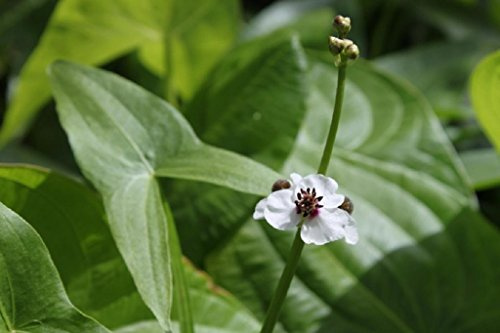 WASSERPFLANZEN WOLFF - Sagittaria sagittifolia - Echtes Pfeilkraut, weiß - 4er-Set im Gratis-PFLANZKORB - QUALITÄTSSTUDEN - durchwurzelt - heimisch - winterhart