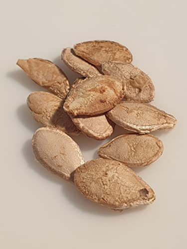 10 graines à semer - Le Grenier d'Abondance - COURGE COUREUSE LONGUE DE NICE - Curcurbita Maxima