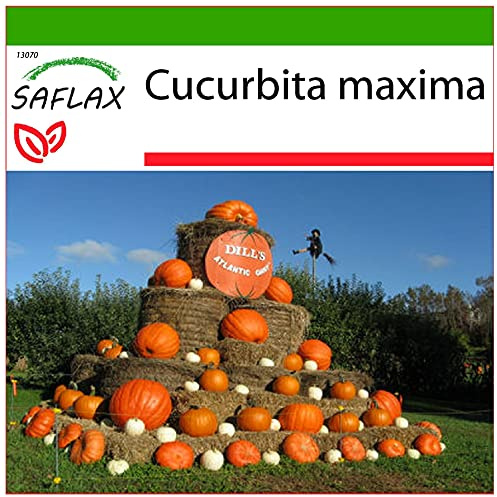 SAFLAX - Pumpa - Atlantic Giant - 7 Frön - Med pottsubstrat för bättre odling - Cucurbita maxima