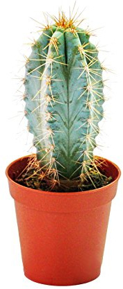 Pilosocereus azureus mittelgrosse Pflanze 8,5cm Topf