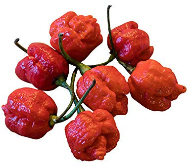Trinidad Scorpion Moruga graines de piment 10 pièces 2.000.000 Scoville