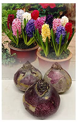 GARTHWAITE NURSERIES® : - UK Stockist : - 3 Prepared Indoor Hyacinth Bulbs Mixed Colours Highly Fragrant Size 18/19 Large Bulbs