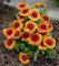 Semi ARIZONA SUN Gaillardia-nano 25 permanenti