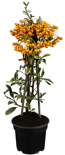 Feuerdorn Orange Glow Pyracantha Orange Immergrüne Pflanze als Sichtschutz-Hecke - Heckenpflanze/Kletterpflanze von Garten Schlüter