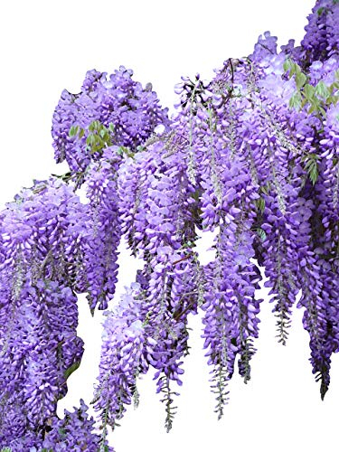 Blauregen >Wisteria sinensis< 3 Samen (Schöne blühende Kletterpflanze Winterhart)