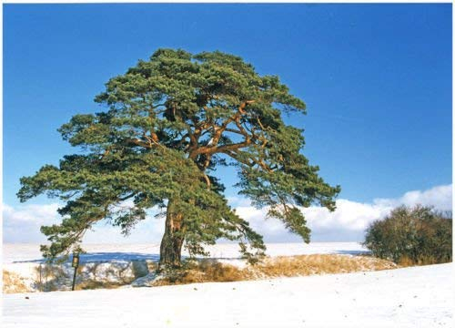 Gemeine Kiefer, Pinus sylvestris, Baum 30 Samen (Scotch Pine)
