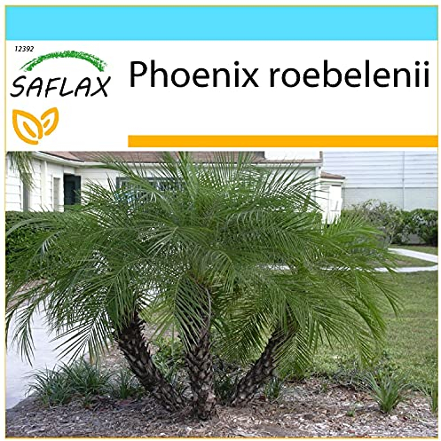 SAFLAX - Confezione regalo - Palma da datteri nana - 25 semi - Phoenix roebelenii