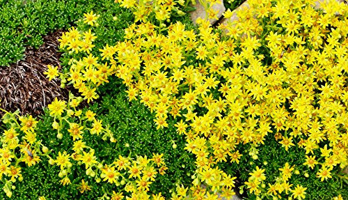 Sedum Selskianum 70 Seeds, Stonecrop, One of The Most Beautiful Varieties