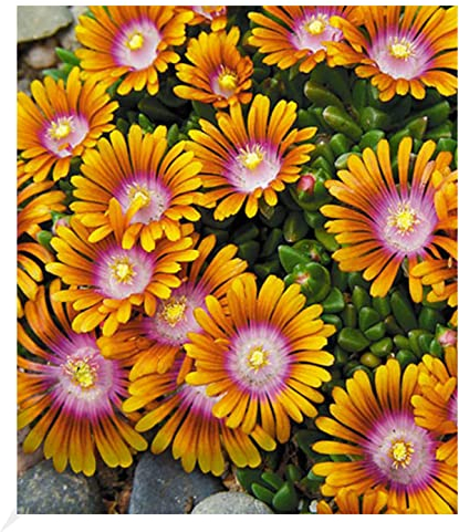 BALDUR Garten Bodendecker Delosperma 'Fire Spinner®' Eisblumen, 3 Pflanzen, Steingarten, winterharte Staude, trockenresistent, mehrjährig, bienenfreundlich, blühend, Delosperma congestum