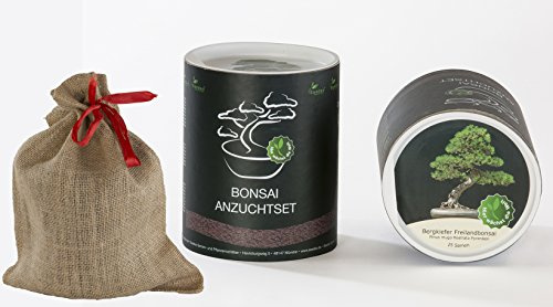Seedeo Bonsai Geschenk - Set Bergkiefer (Pinus mugo rostrata)
