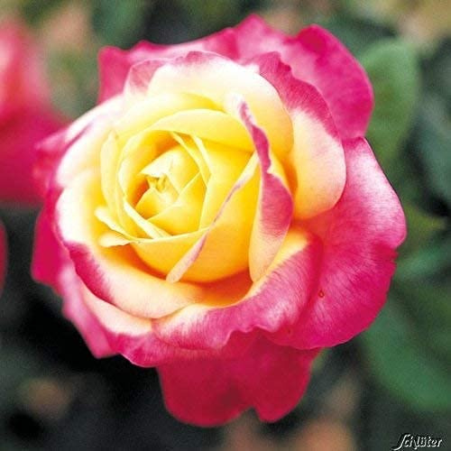 GARTEN SCHLÜTER® Edelrose Pullmann Orient Express in Rosa & Gelb | Rose stark duftend, Pflanze im 5 Liter Container von Garten Schlüter, Qualitätspflanze