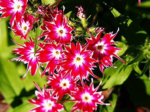 Phlox drummondii Cuspidata 'Twinkle Star' 50 Seeds - annual blooming whole summer