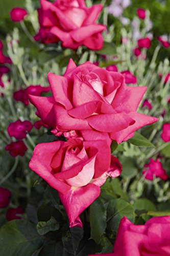 Edelrose Acapella im 5 Liter Rosentopf