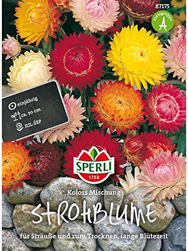 Sperli Blumensamen Strohblume Koloss Mischung, grün