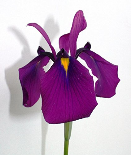 WASSERPFLANZEN WOLFF - 4er-Set im Gratis-Pflanzkorb - Iris kaempferi ensata - Japanische Iris - Prachtiri - Sumpfschwertlilie, weiß, rosa, blau, violett