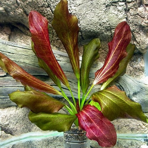 ECHINODORUS ATLANDSBERG - Plantas Naturales para acuarios