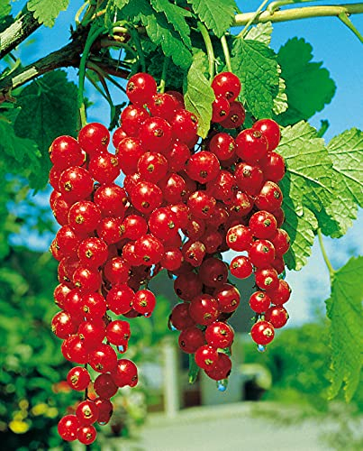 Rote Johannisbeere 'Rovada®'