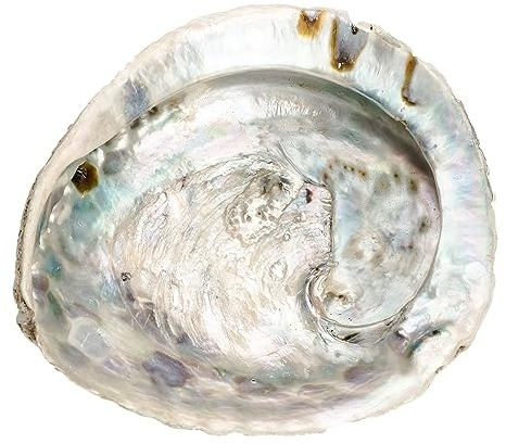 NaDeco Abalone Muschel Schale 14–17 cm | Haliotis midae aus Südafrika | Seeohr Meerohr | Räucherschale & Seifenschale | Maritime Dekoration Muscheln | Naturprodukt Deko Schneckeㅤ